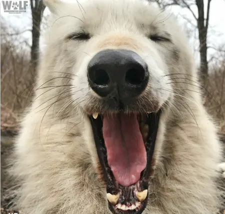 BoomDoggo's Avatar
